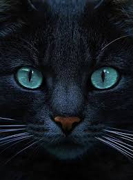 Love Those Eyes Black Cats With Blue Eyes Are Awesome Blue Is The Night By Joachim G Pinkawa Pretty Cats Cats Animals