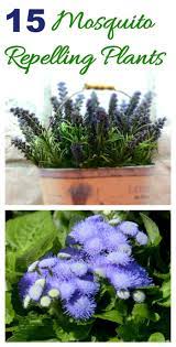 Outdoor plants that repel bugs. Mosquito Repelling Plants How To Keep Mosquitoes Out Of Your Yard