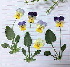 Cheap Leaf Plants Buy Quality Flower Flower Directly From China Plant Leaf Suppliers 120pcs Dried Pressed Pansy Corydal Pansies Pansies Flowers Dried Flowers