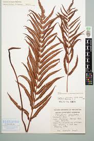 Image result for Cyclosorus interruptus