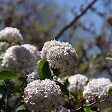 Flower in summer when most other trees are just green. Fragrant Viburnum Viburnum X Carlcephalum In Burlington Waterdown Dundas Ontario Ontario On At Connon Nurseries