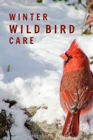 Love Birds Find Out How To Keep Them Coming Back To Your Garden All Winter Long Backyard Birds Watching Backyard Birds Sanctuary Wild Birds
