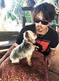 Elpusztitjuk Oket Veszelyben Johnny Depp Kutyai Hirek Johnny Depp Yorkie Johnny Depp And Amber