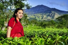 Agrowisata kebun teh wonosari terletak di kaki gunung arjuna, perbatasan wilayah antara kota malang dan surabaya, tepatnya di desa toyomarto, kecamatan singosari, kabupaten malang. Rollaas Hotel And Resort Di Kebun Teh Wonosari Lawang