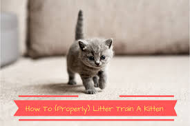 How To Properly Litter Train A Kitten 2019 Training A Kitten Litter Training Cat Training