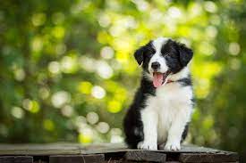 Aust & nz (2) aust (1). Are Border Collies Hypoallergenic Lucy Pet