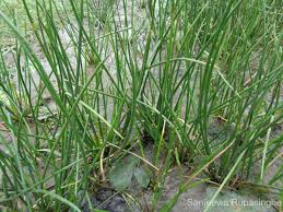 Image result for Schoenoplectiella articulata
