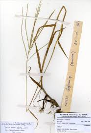 Image result for Digitaria debilis