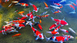Ikan Koi Merupakan Ikan Hias Yang Banyak Diminati Oleh Masyarakat Terutama Masyarakat Jepang Ikanairtawar Ikanairlaut Ikan Ikanind Di 2020 Ikan Warna Ikan Air Tawar