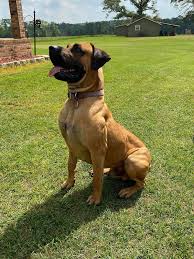 Black Mouth Cur Wikipedia