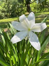 Image result for Crinum jasonii