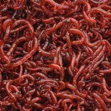 44 Cichlid Food Ideas In 2021 Cichlids Food Fish Recipes