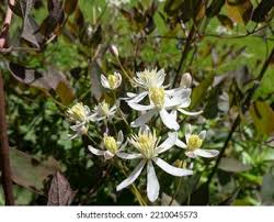 Image result for Clematis recta atropurpurea