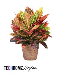 Image result for Codiaeum