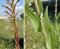 Image result for Oenothera indecora