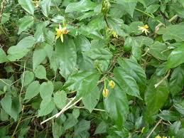 Image result for Glyphaea tomentosa