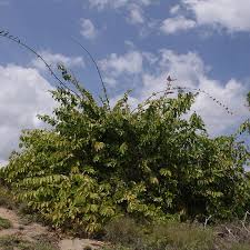 Image result for Combretum paniculatum