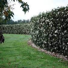 Camellia Sasanqua Setsugekka Make A Beautiful Flowering Hedge With Camellias Egardens Garden Hedges Hedges Hedging Plants