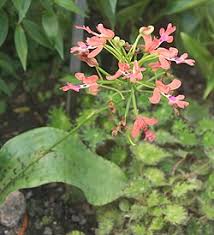 Image result for Cynorkis symoensii