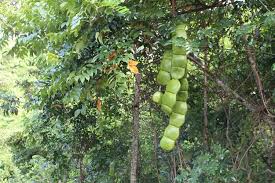 Image result for Entada stuhlmannii