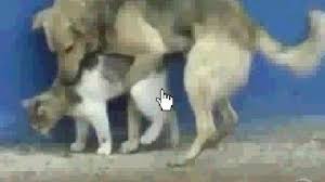 Kedi Ve Kopek Ciftlesiyor Hayvanlar