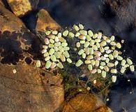 Image result for Lemna aequinoctialis