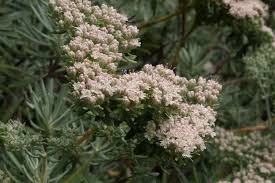 We did not find results for: Santa Cruz Island Wild Buckwheat Plants Of The Foothill College California Native Plant Garden Inaturalist