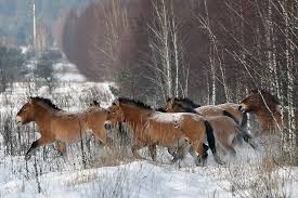 What Chernobyl S Wildlife Can Teach Humans Horses Wild Horses Chernobyl