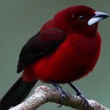 Birds Of A Feather Movie 2019 Instagram Post By Feathers On Feathers Jan 2 2019 At 5 49pm Utc In 2020 Beautiful Birds Birds Colorful Birds