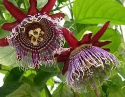 Image result for Passiflora quadrangularis