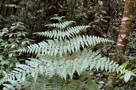 Image result for Hypolepis