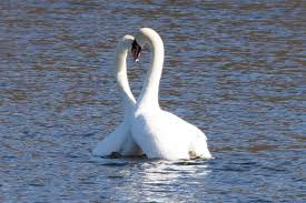 Swans' love for their partners is so deep they mate for life. Everything You Need To Know About Mute Swans Scottish Wildlife Trust