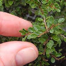 It has beautiful whitish bark and small textured leaves. Seiju Dwarf Lacebark Elm The Miniature Garden Society