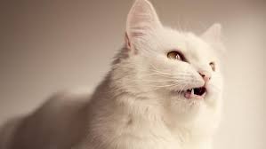 Nama kucing nabi adalah muezza, yang begitu dicintai dan dipelihara oleh nabi dengan sangat baik. Jenis Kucing Peliharaan Nabi Dan Keistimewaan Kucing Di Mata Islam Hot Liputan6 Com