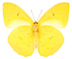 Image result for Pouteria adolfi-friederici