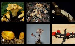 Image result for Metasphaeria diplodiella