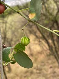 Image result for Adenia fruticosa