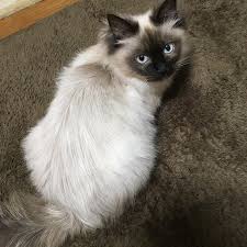 ツチノコならぬ ツチネコ 愛猫 ぺぺ ヒマラヤン 猫 にゃんこ 女の子 ツチネコ ツチネコ祭り ヒマラヤン ツチネコ 猫