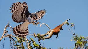 The female harpy eagle is generally bigger in harpy eagles mostly like to feast upon tree dwelling mammals owing to their apex predator nature. Mother Eagle Catch Monkey On Tree And Feed Her Baby Life Of Eagle Youtube