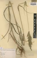 Image result for Echinochloa pyramidalis