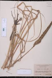 Image result for Tridactyle tricuspis