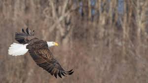 Where to go bald eagle watching in southwest Illinois | Belleville  News-Democrat