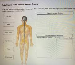 This set includes labeling worksheets, notebooking pages, and clipart for teachers and educators. Subdivisions Of The Nervous System Organs Each Label Chegg Com