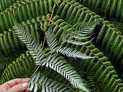 Image result for Cyathea thomsonii