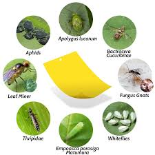 Bioadvanced Fungus Control For Lawns Ready To Spray 32 Ounce Amazon Com Kensizer 10 Pack Dual Sided Yellow Sticky Gnat Traps For Indoor Outdoor Flying Plant Insect Like Fungus Gnats Whitefl In 2020 Plant Insects Aphids Plants