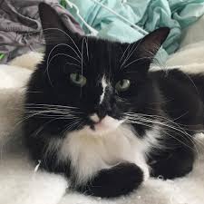 8 Fun Facts About Tuxedo Cats Smokin Kedi Kedi Smokin