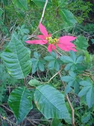 Image result for Euphorbia pulcherrima
