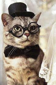 Cat With Glasses Wallpaper 640x960 Hd Wallpapers For Iphone 4s Cat Glasses Cats Cat Wearing Glasses