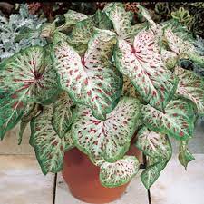 Tanaman hias daun lebar selanjutnya yaitu jenis keladi atau caladium. Tanaman Hias Cantik Murah Keladi Totol Medium Shopee Indonesia
