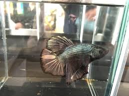 We have here a white cellophane koi halfmoon betta. Hello There Welcome To The World Of Bettas Betta Tail Type And Colour Pattern Cons